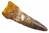 Fossil Spinosaurus Tooth - Real Dinosaur Tooth #345572-1